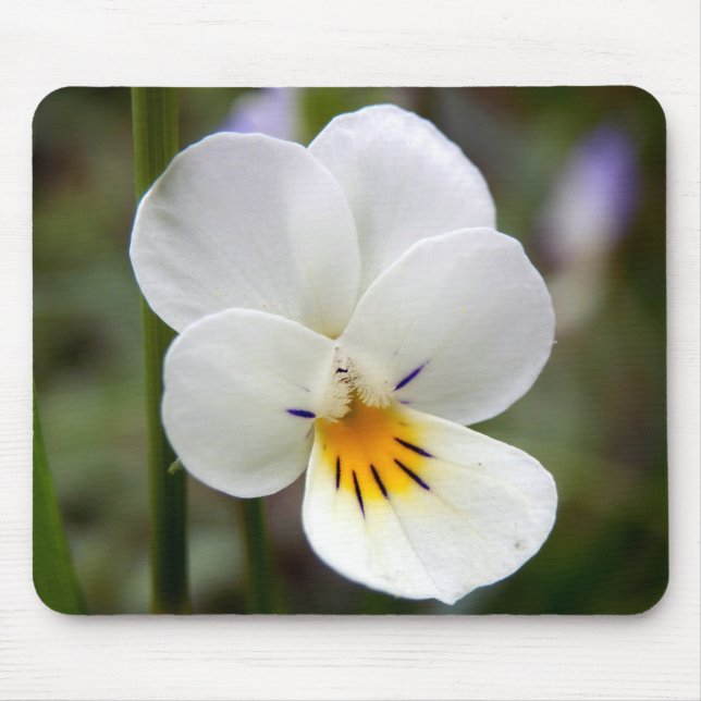 Mousepad Matador de Rato de Pansy Selvagem (Frente)