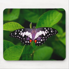 Mousepad Mato do rato borboleta