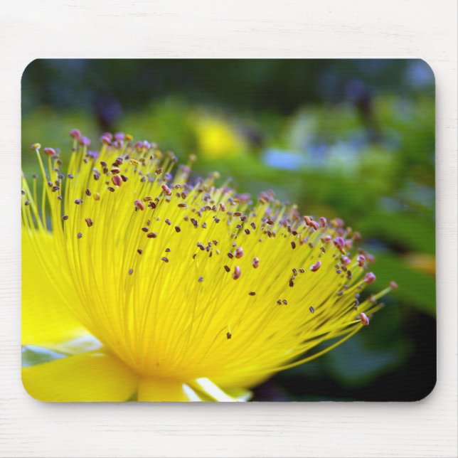 Mousepad Matrato Hypericum Calcyinum (Frente)