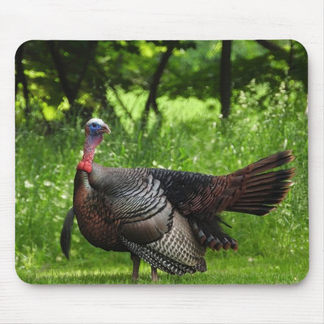 Mousepad Mature Male Wild Turkey Exibindo Penas (Frente)