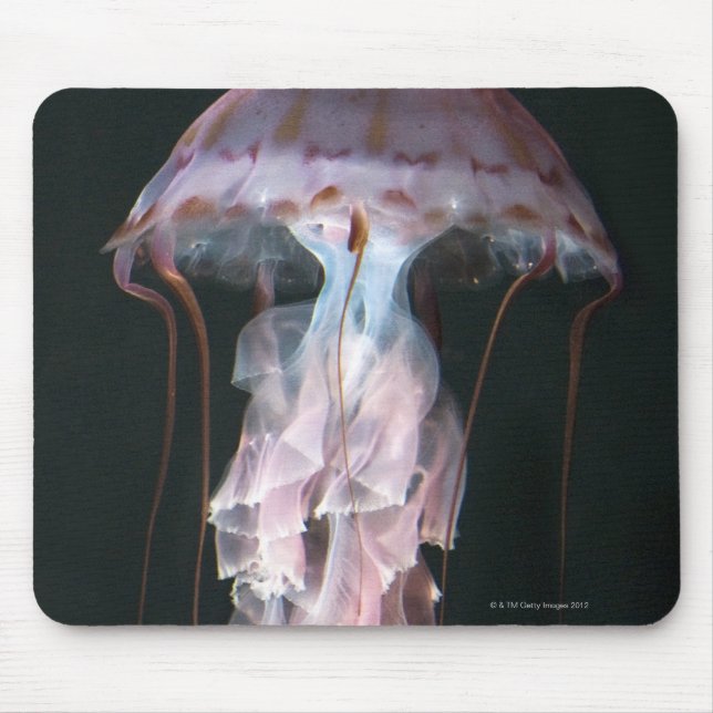 Mousepad medusa juvenil, Chrysaora (Pelagia) (Frente)