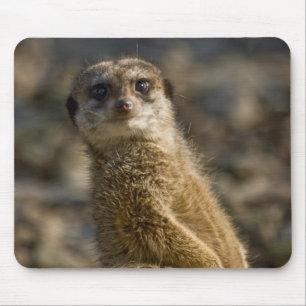 Mousepad Meerkat