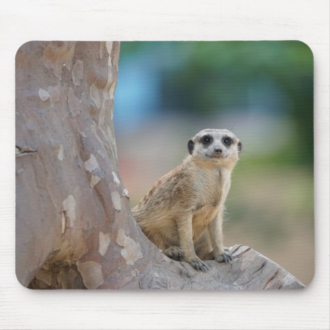 Mousepad Meerkat bonito na árvore (Frente)