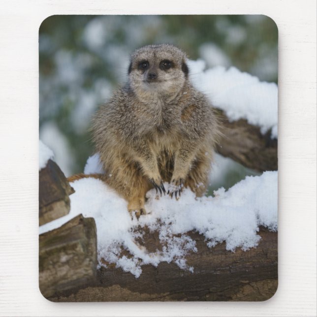 Mousepad Meerkat Na Neve (Frente)