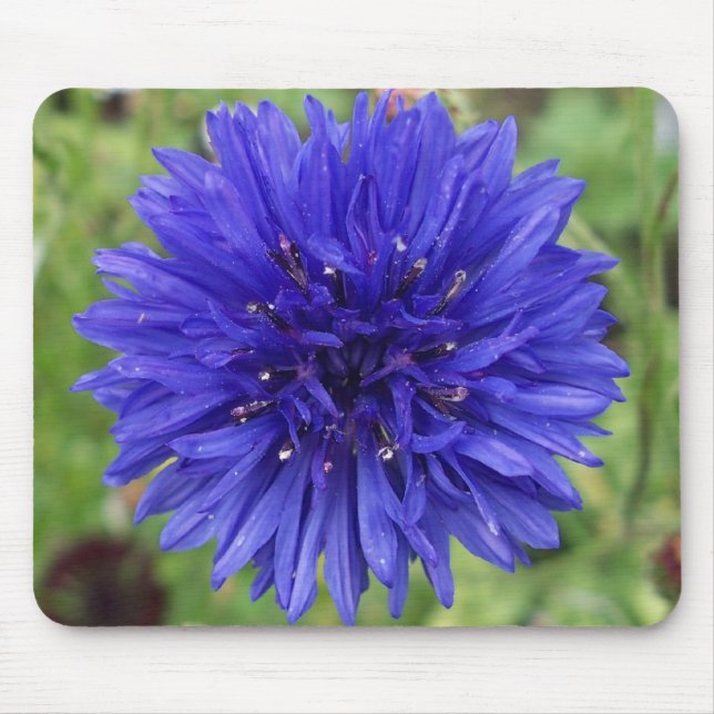 Mousepad Menino azul do Cornflower (Frente)
