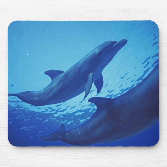 Mousepad México, Cozumel. Golfinho Estrangulado, Tursiops (Frente)