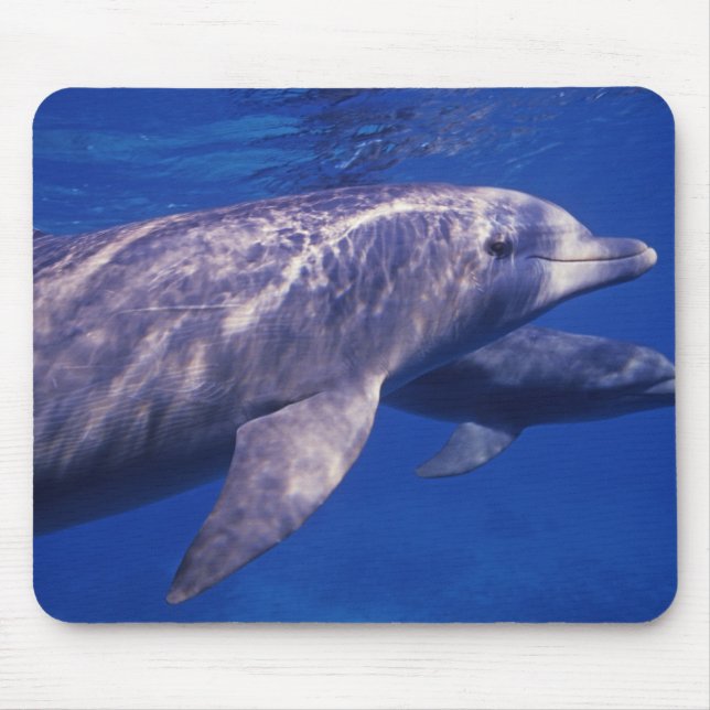 Mousepad México, Cozumel. Golfinho Estrangulado, Tursiops 2 (Frente)