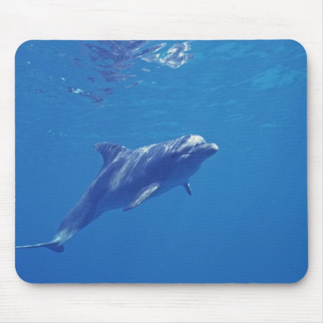 Mousepad México, Cozumel. Golfinho Nariz de Garrafa (Frente)