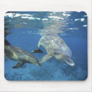 Mousepad México, Cozumel. Golfinho Nariz-de-Garrafa, Tursio