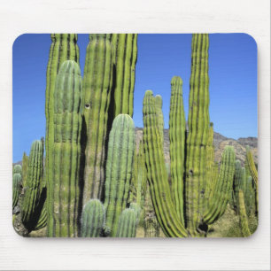 Mousepad México, Sonora, San Carlos. Saguaro & Organ Pipe