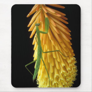 Mousepad Michigan, Rochester Colinas. Rezando Mantis em Ver