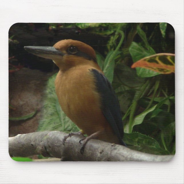 Mousepad Micronésia Kingfisher (Frente)
