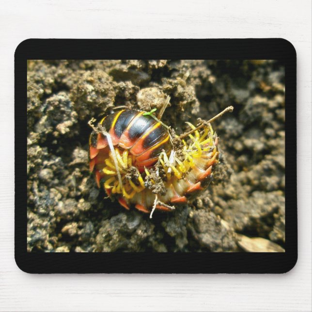Mousepad Millipede Polydesmida (Sigmoria aberrans) Items (Frente)