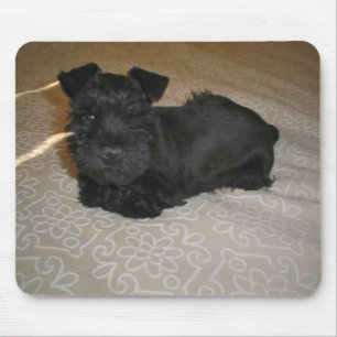Mousepad mini filhote de cachorro do schnauzer