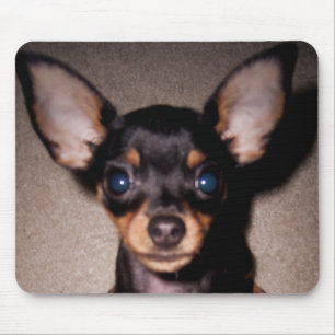 Mousepad mini pinscher.