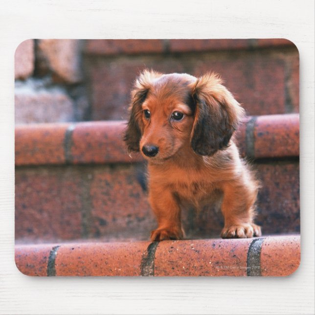 Mousepad Miniatura Dachshund (Frente)