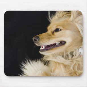 Mousepad mistura de cocker spaniel em sua parte traseira