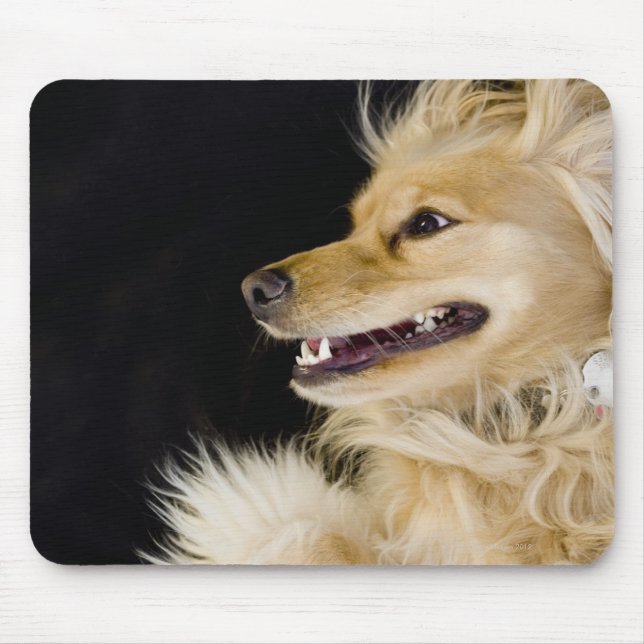 Mousepad mistura de cocker spaniel nas costas (Frente)