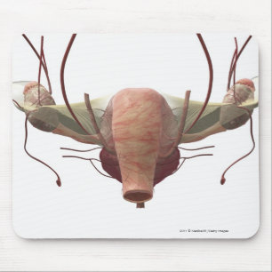 Mousepad modelo 3d do sistema reprodutivo fêmea