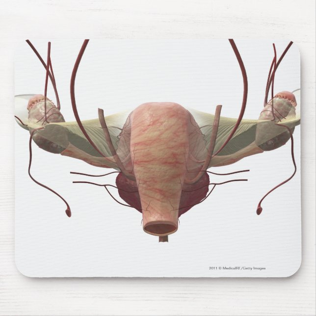 Mousepad modelo 3d do sistema reprodutivo fêmea (Frente)