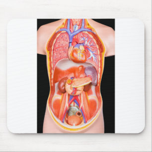 Mousepad Modelo humano do torso com órgãos internos no