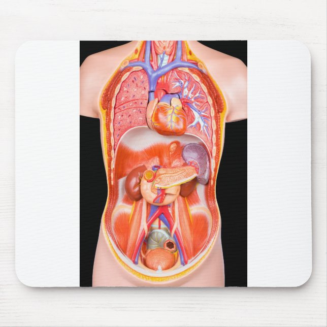 Mousepad Modelo humano do torso com órgãos internos no (Frente)