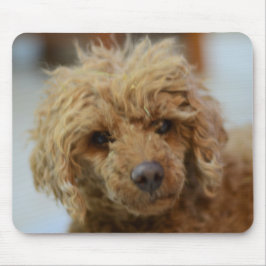 Mousepad Molly, o Pad do Mouse Poodle