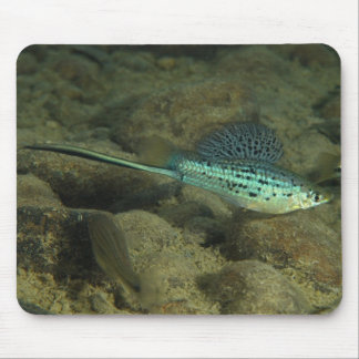 Mousepad Montezumae de Xiphophorus - Montezumae Swordtail
