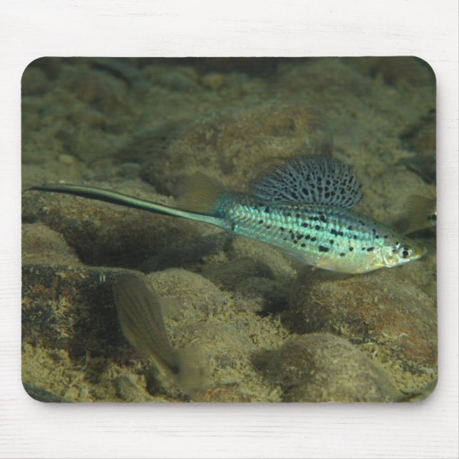 Mousepad Montezumae de Xiphophorus - Montezumae Swordtail (Frente)