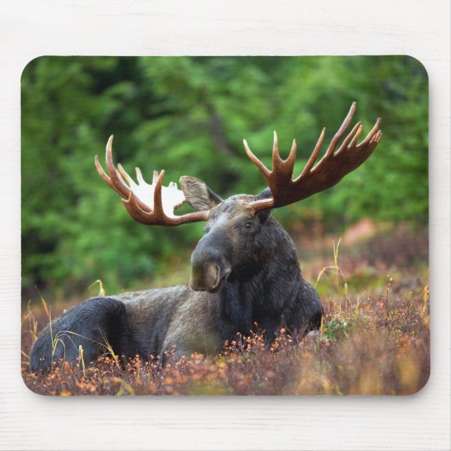 Mousepad Moose (Frente)