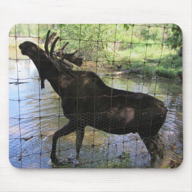 Mousepad Moose (Frente)