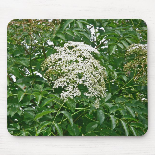Mousepad Morango-comum (Sambucus canadensis) (Frente)