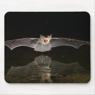 Mousepad Morcego bebendo em voo, Arizona