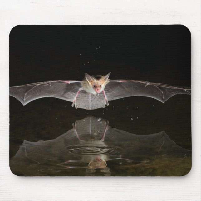 Mousepad Morcego bebendo em voo, Arizona (Frente)