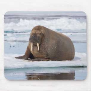 Mousepad Morsa descansando no gelo, Noruega