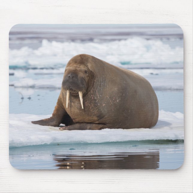 Mousepad Morsa descansando no gelo, Noruega (Frente)