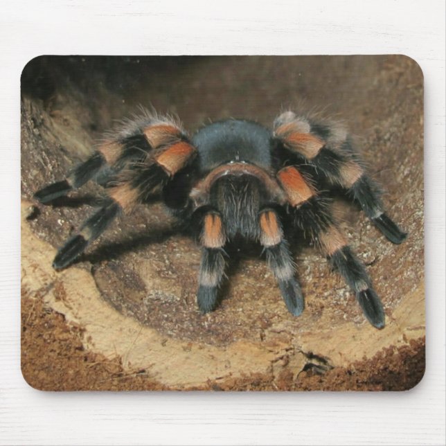 Mousepad Mouse-aranha-aranha-do-joelho vermelho mexicano (Frente)