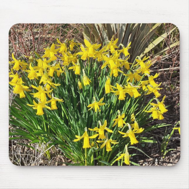 Mousepad Mouse de Daffodils Amarelo primavera (Frente)