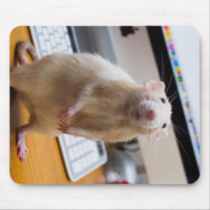 Mousepad Mouse Mouse Mouse Mouse - Rato do Computador