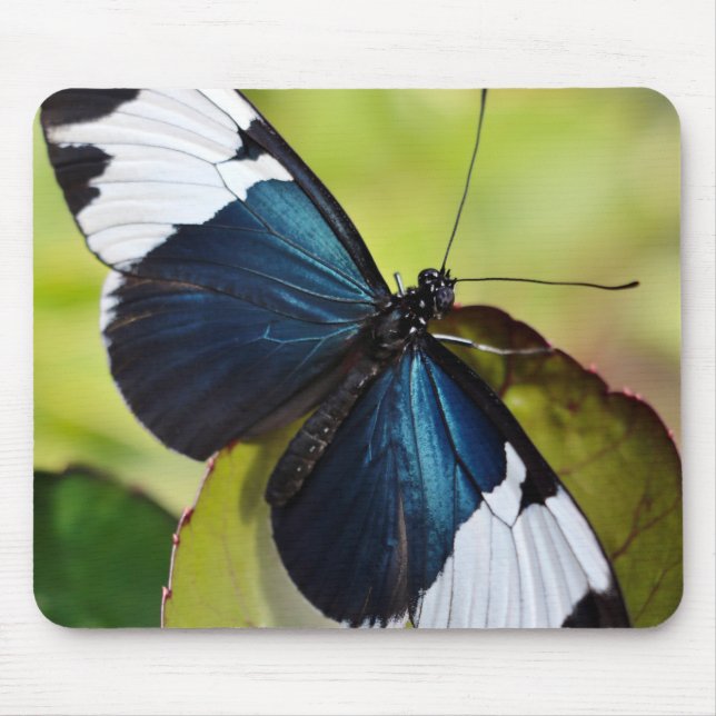 Mousepad Mouse Pad/Borboleta Azul (Frente)