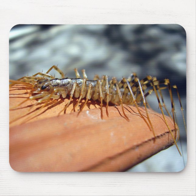 Mousepad Mouse Scutigera Coleoptrata (Frente)