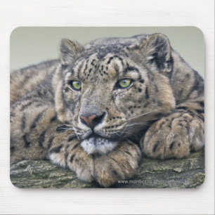 Mousepad Mousemat Sonho do Leopardo