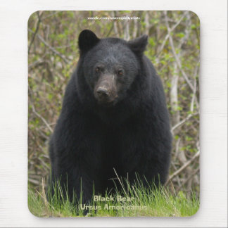 Mousepad Mousepad, Defensor da Vida Selvagem do Urso Negro