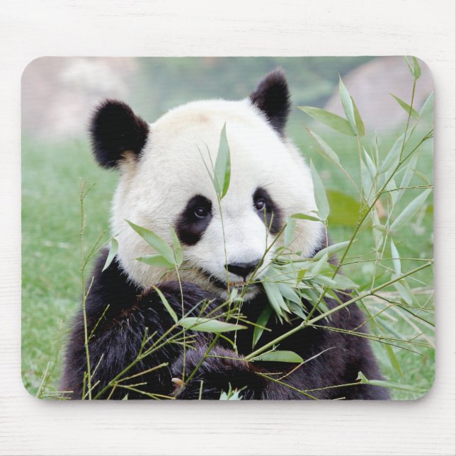 Mousepad Mousepad. Panda gigante fotográfica. Panda geant. (Frente)