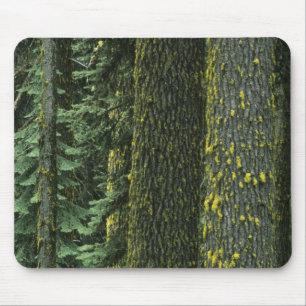 Mousepad Mt. Ashland, Floresta Nacional Rogue RIver,