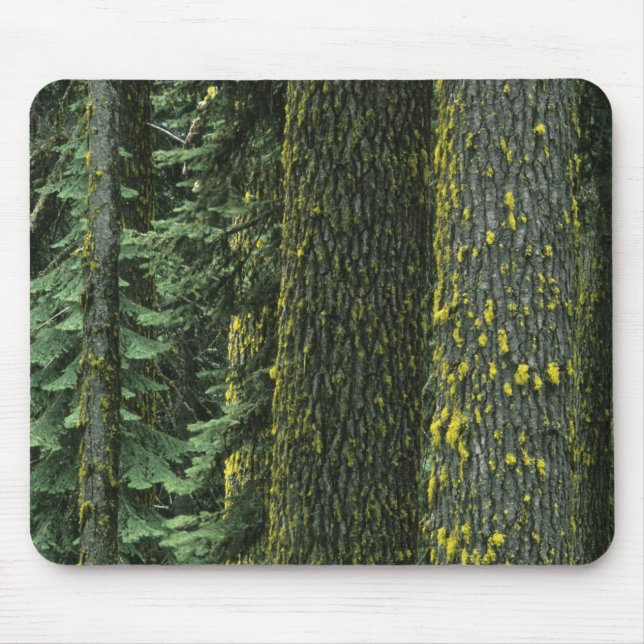 Mousepad Mt. Ashland, Floresta Nacional Rogue RIver, (Frente)