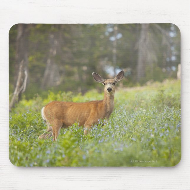 Mousepad Mule Deer (Odocoileus hemionus) em prado (Frente)