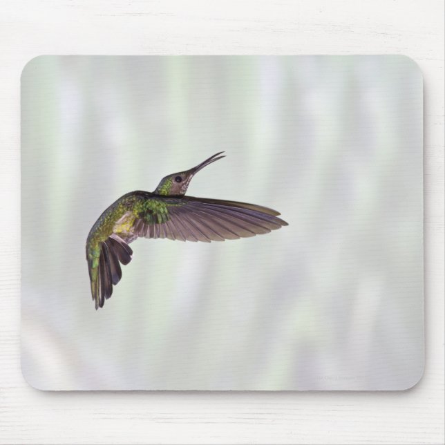 Mousepad Mulher brilhante da Heliodoxa (Frente)