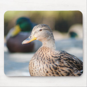 Mousepad Mulher: Mallard