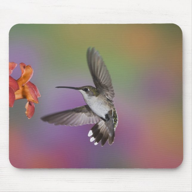 Mousepad Mulher Ruby Throated Hummingbird em voo (Frente)